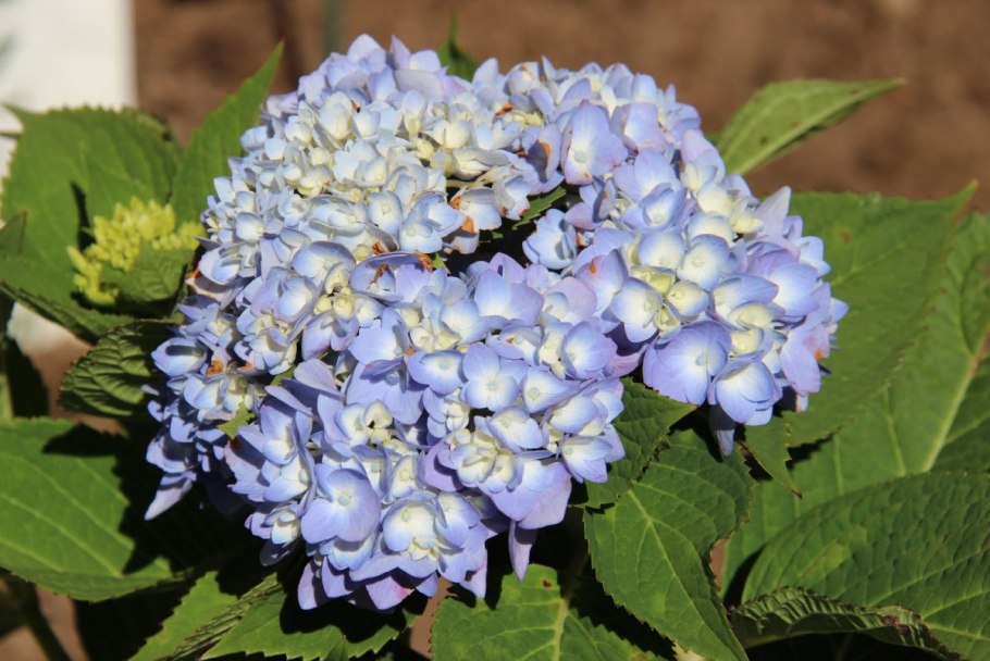 Гортензия метельчатая Мэджикал Свит саммер