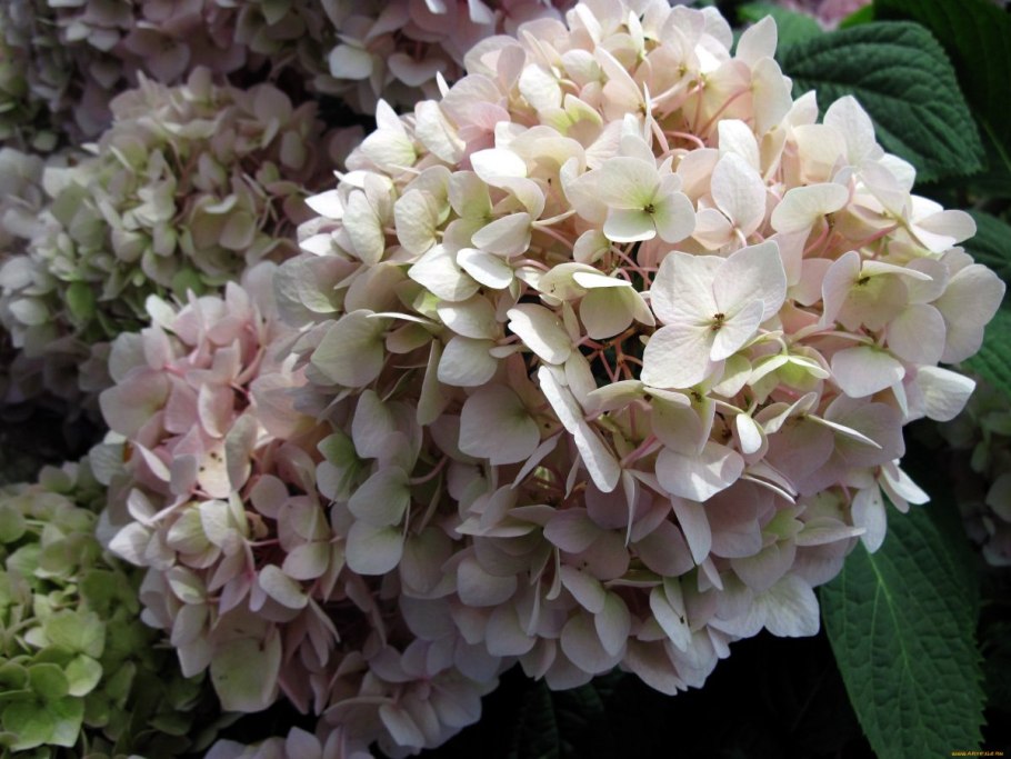 Гортензия саммер Сноу