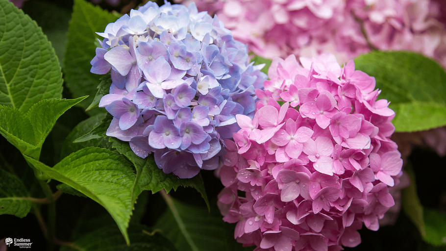 Гортензия крупнолистная эндлесс саммер