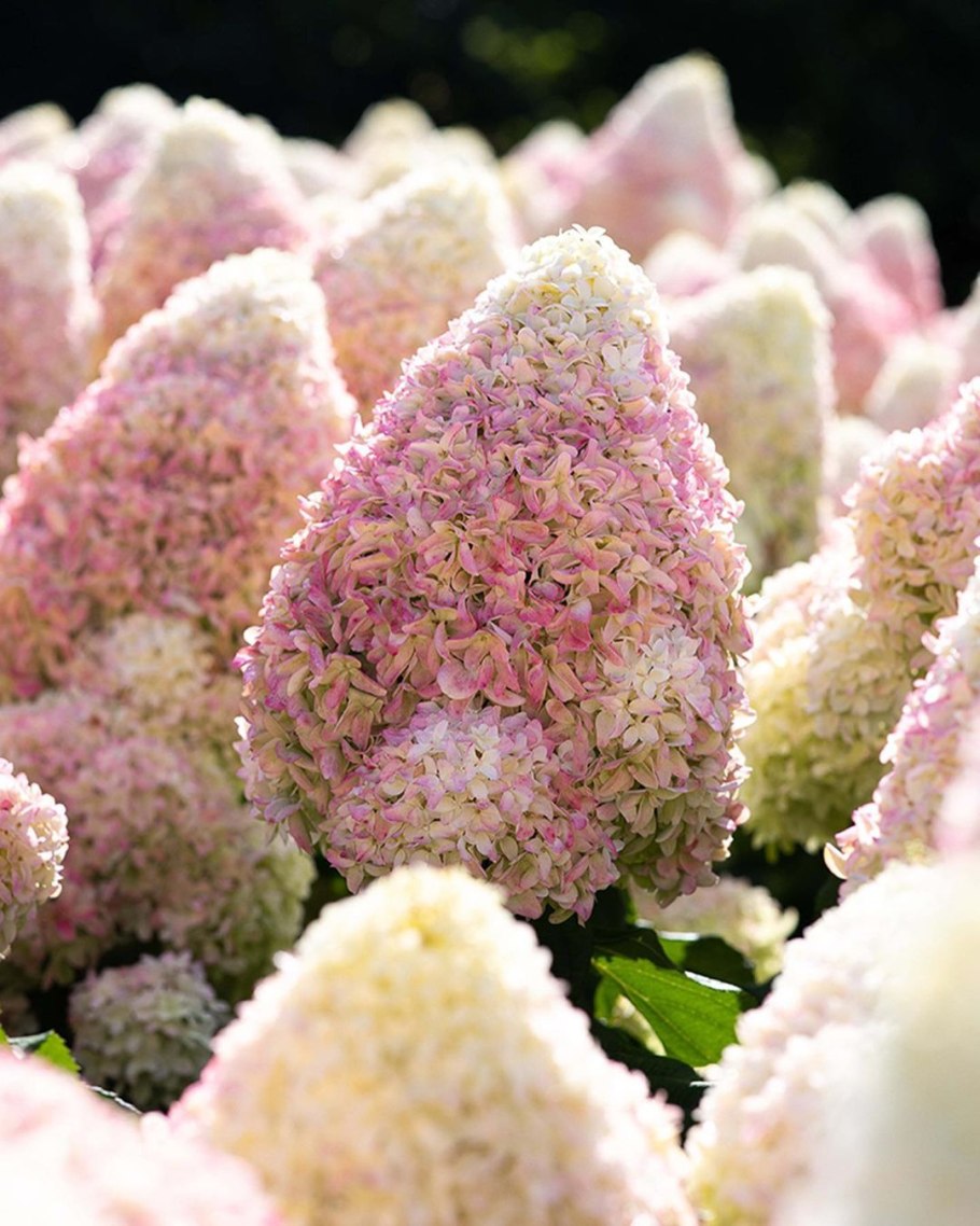 Гортензия Мэджикал Свит саммер