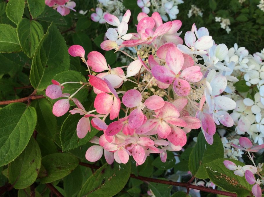 Гортензия метельчатая саммер Сноу