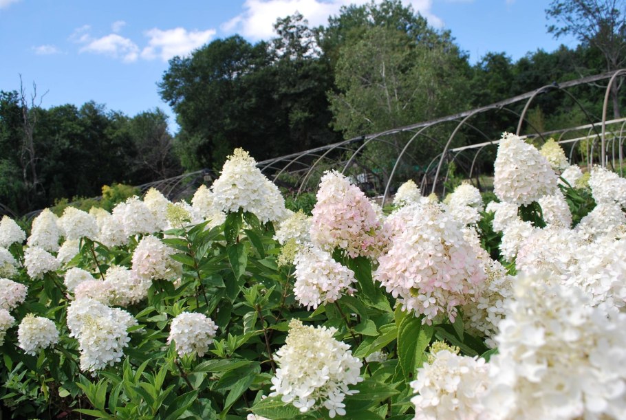 Гортензия крупнолистная саммер лав