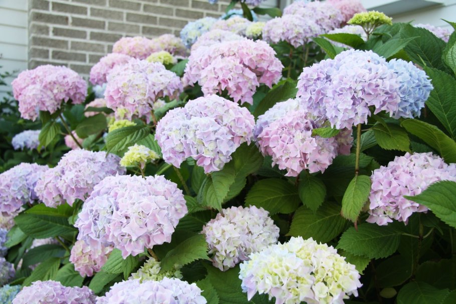 Гортензия бомбшелл