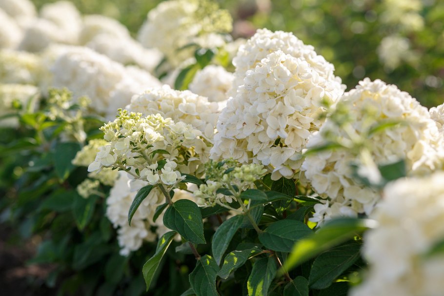 Гортензия метельчатая саммер сноу