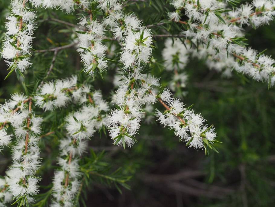 Melaleuca bisulcata