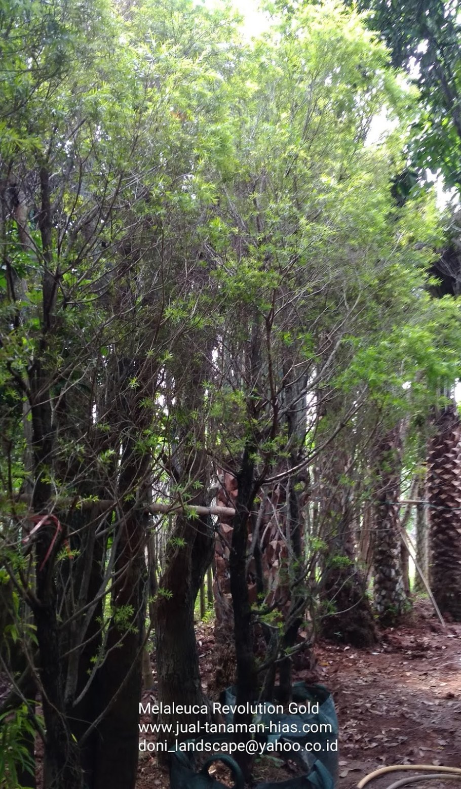 Callistemon salignus