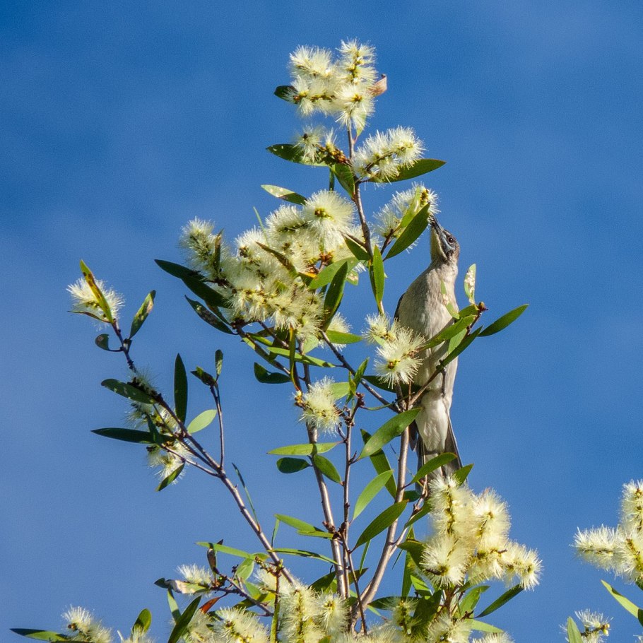 Мелалеука линарифолия Melaleuca linariifolia
