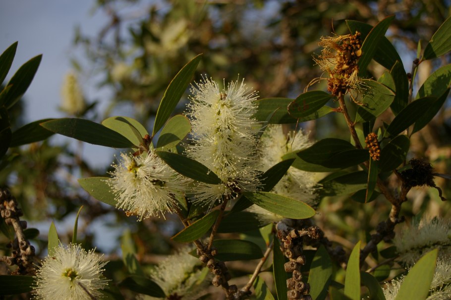 Чайное дерево Melaleuca alternifolia