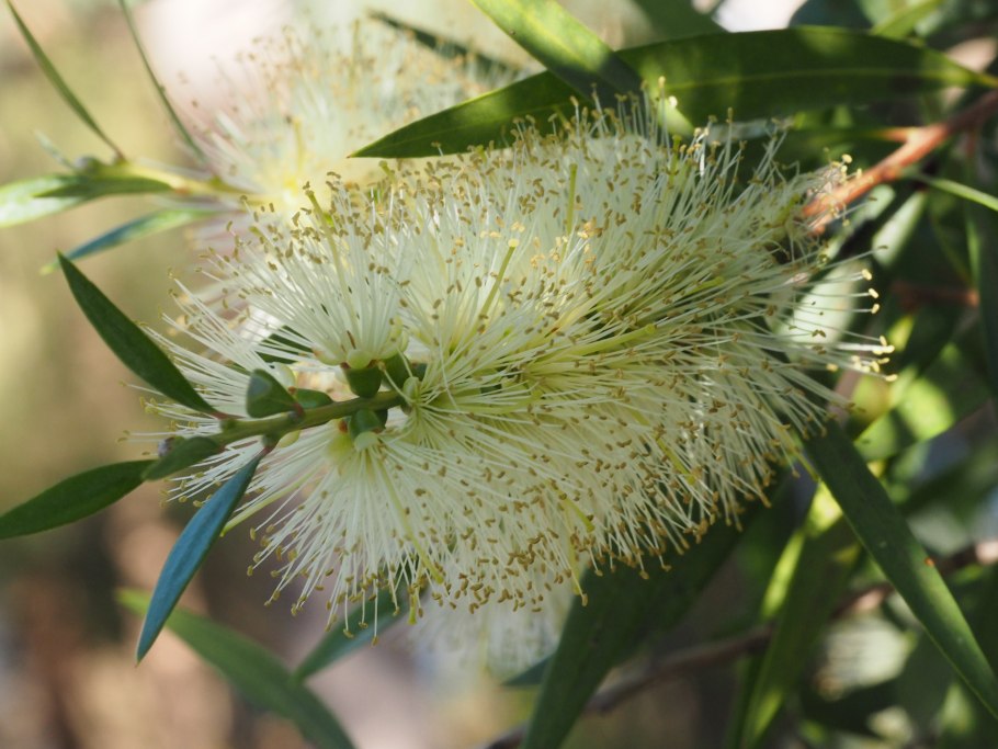 Найоли (Melaleuca viridiflora)