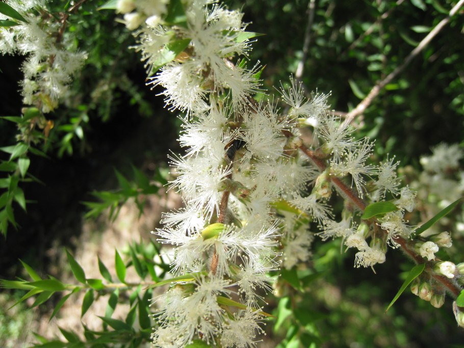 Callistemon sieberi 'Widdicombe Gem'