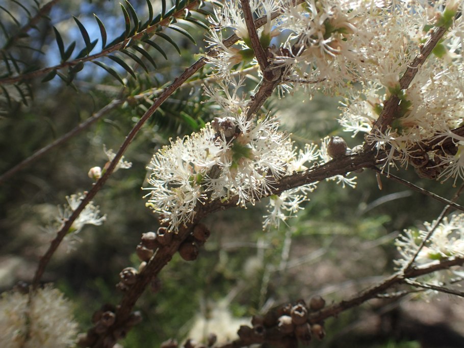 Melaleuca squamophloia