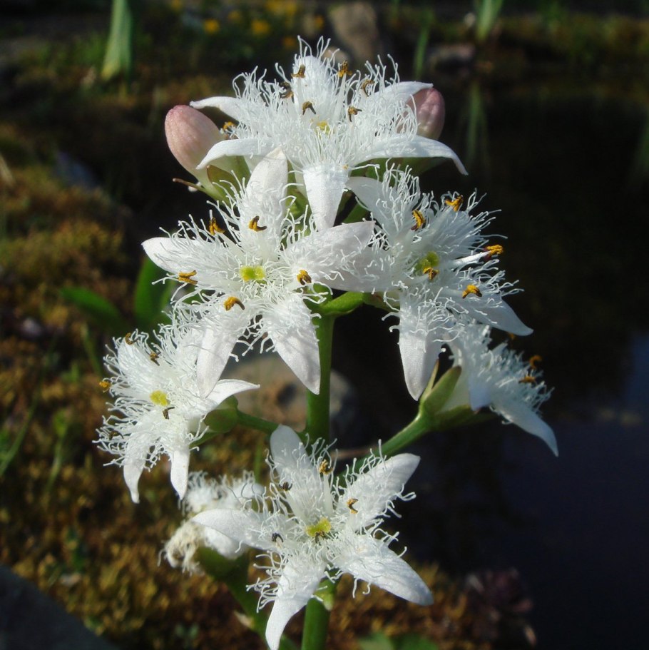 Вахта Menyanthes trifoliata