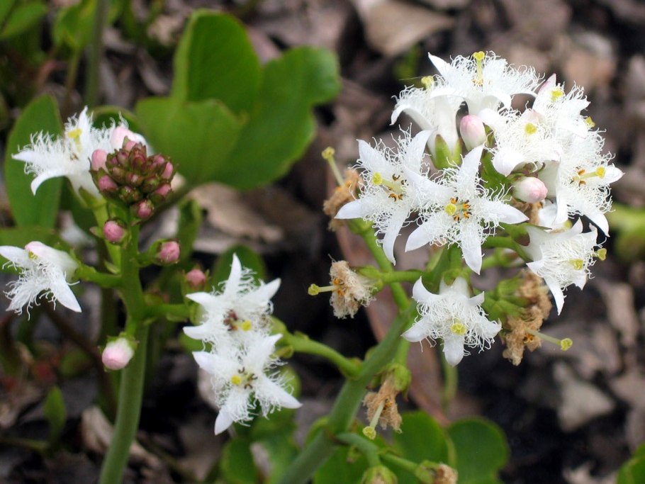 Вахта трехлистная (Menyanthes trifoliata)