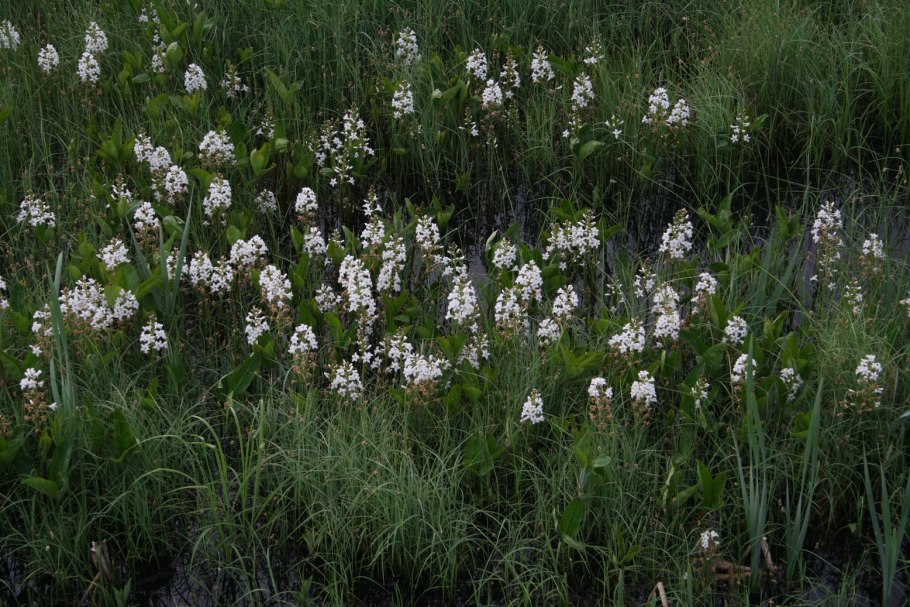 Цветок как Болотина