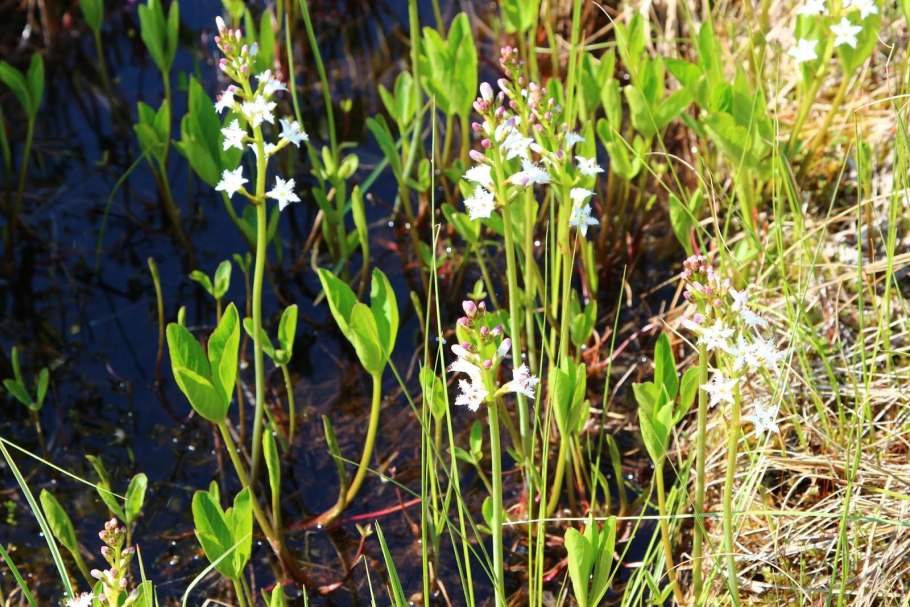 Трифоль вахта трехлистная