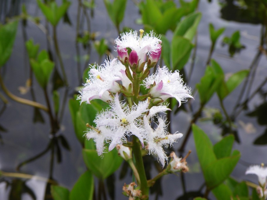 Вахта трехлистная (трифоль, бобовник)