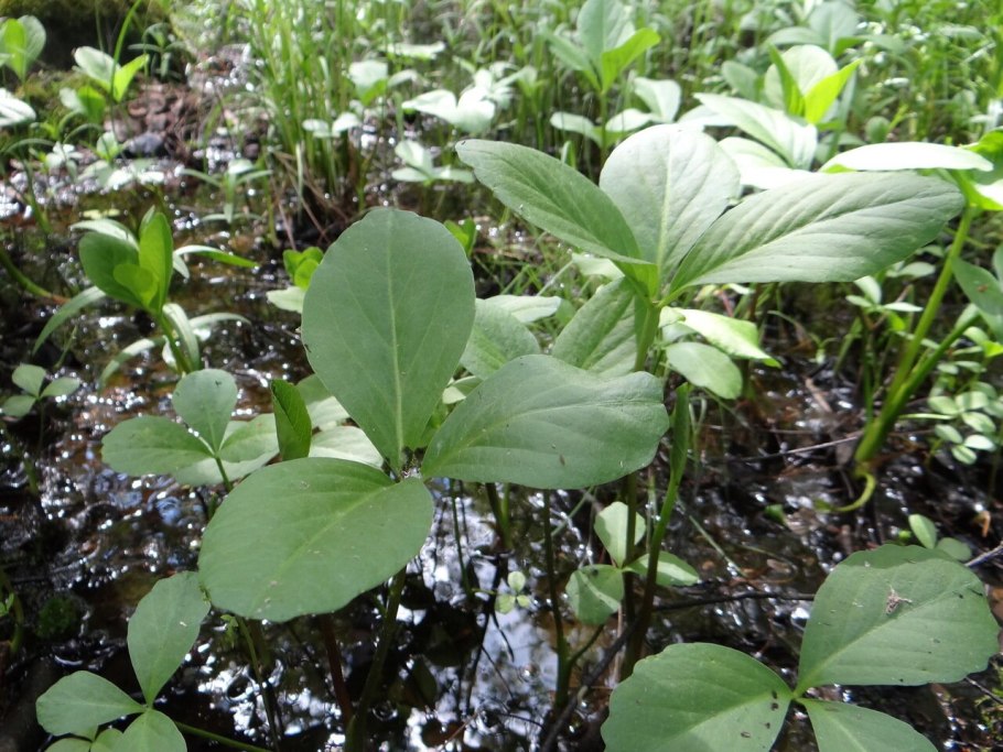 Болотное растение трехлистное