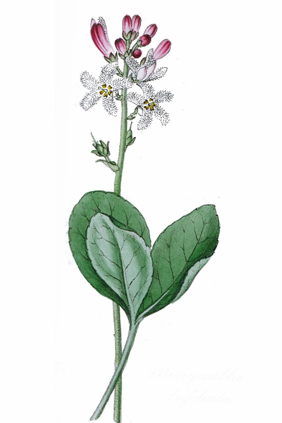 Пармелиелла трехлистная