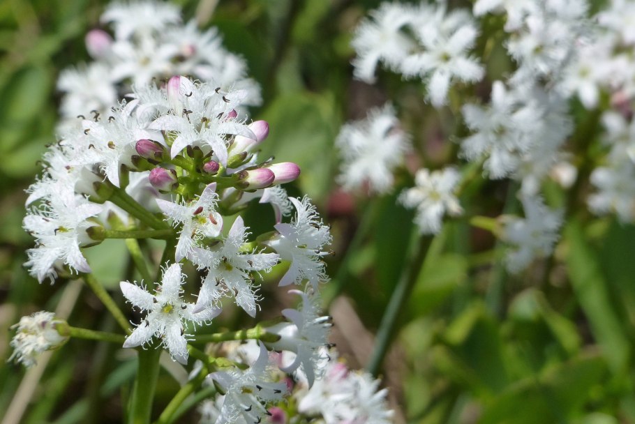 Menyanthes trifoliata