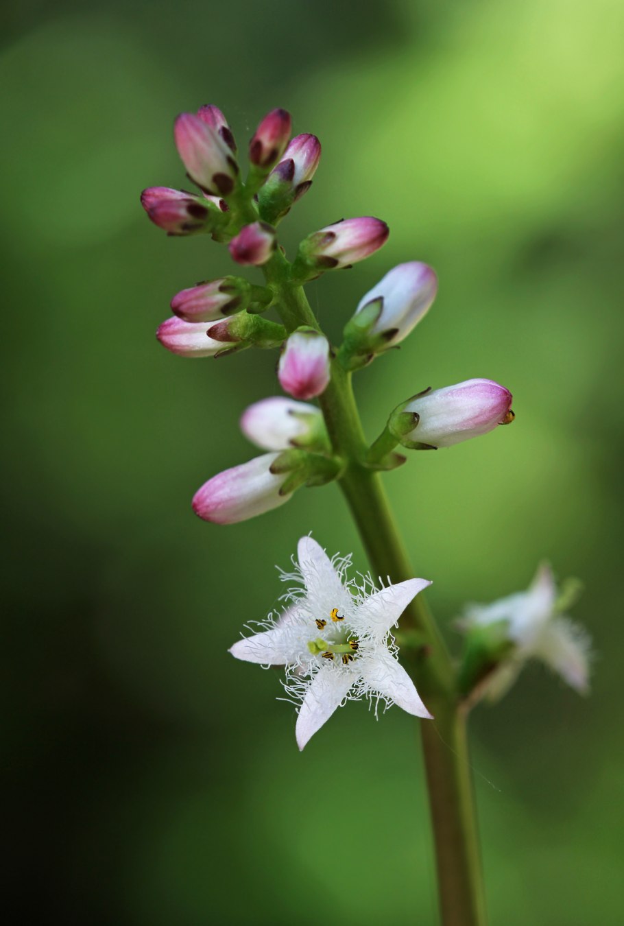 Вахта трехлистная (Menyanthes trifoliata)
