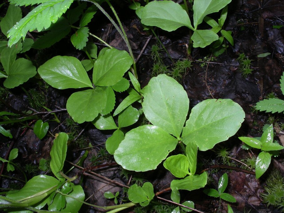 Вахта трёхлистная ярус