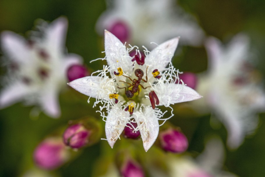 Трехлистная Акация