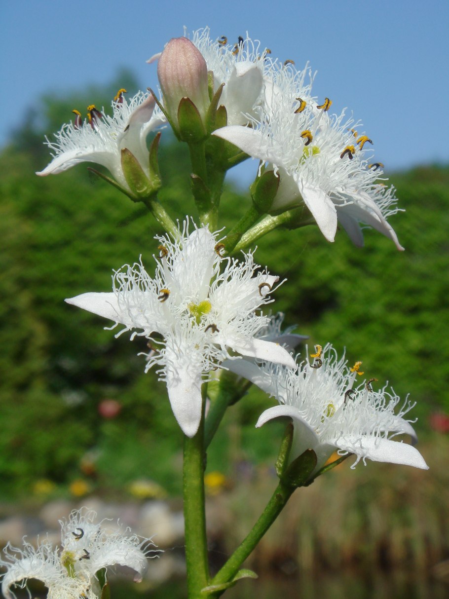 Menyanthes trifoliata