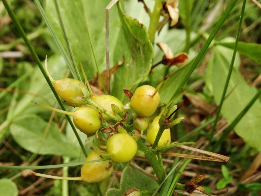 Menyanthes trifoliáta