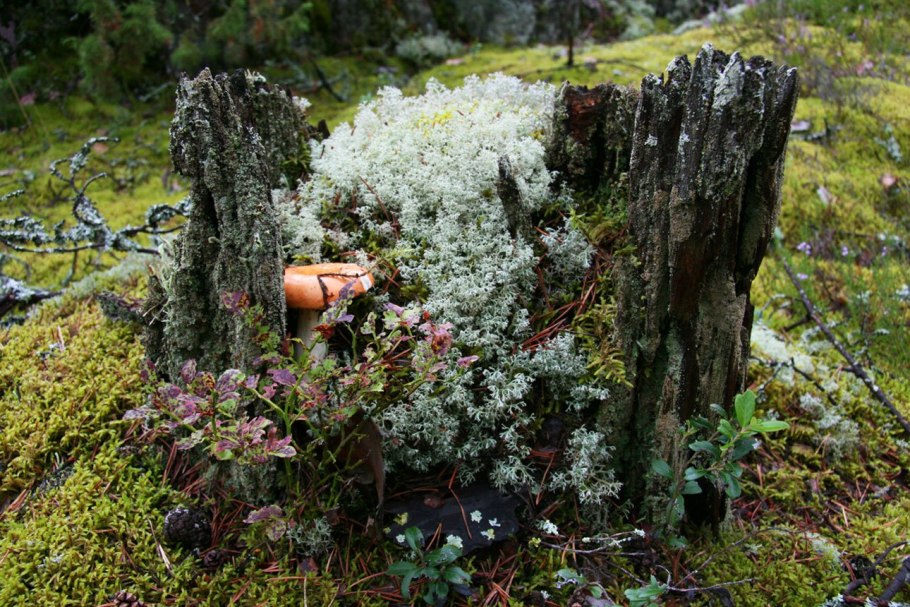 Заповедник Игоревские мхи