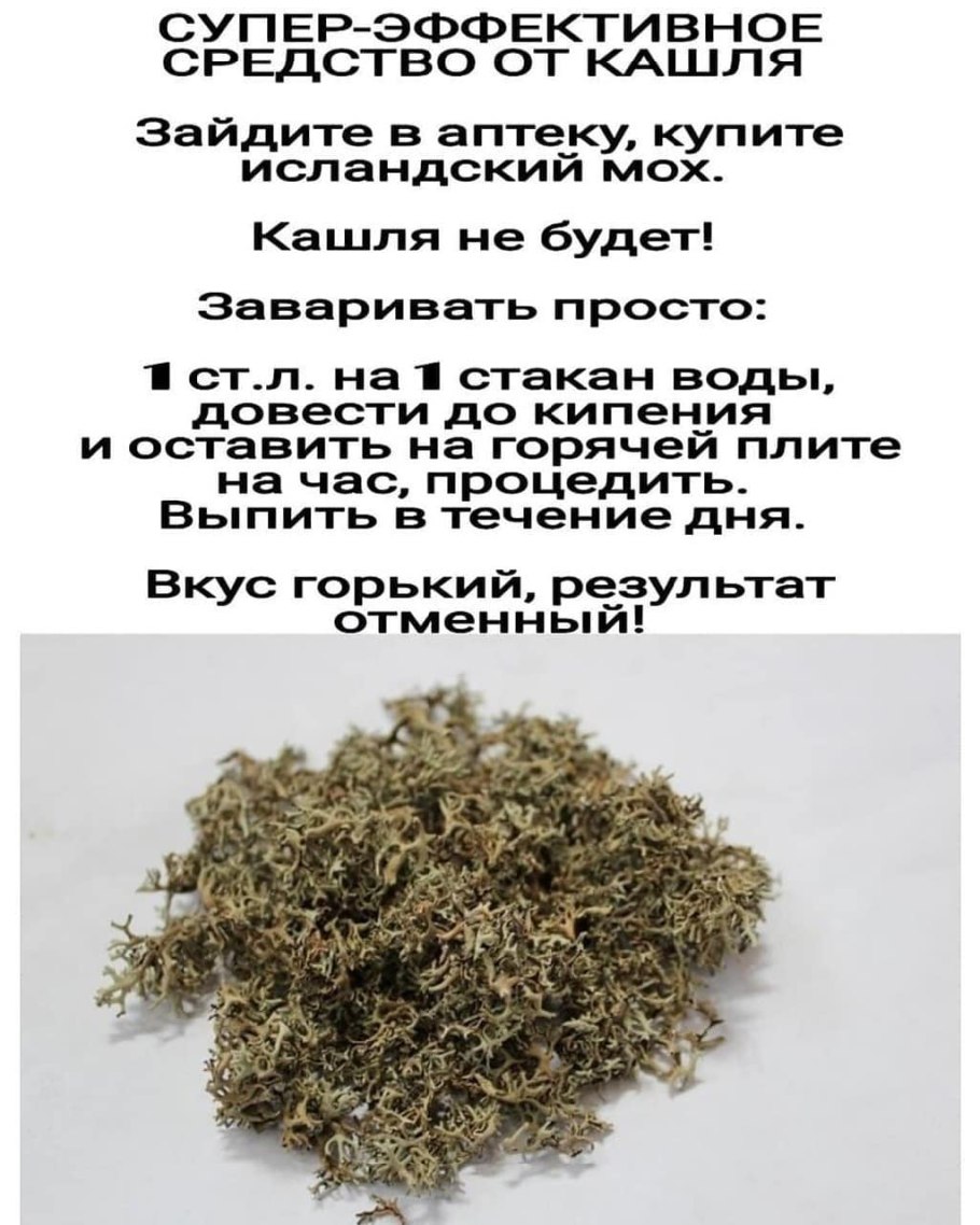Смешные цитаты про лес