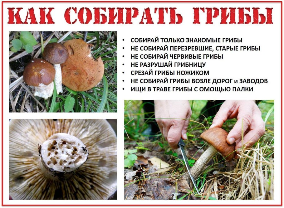 Удивительные мхи