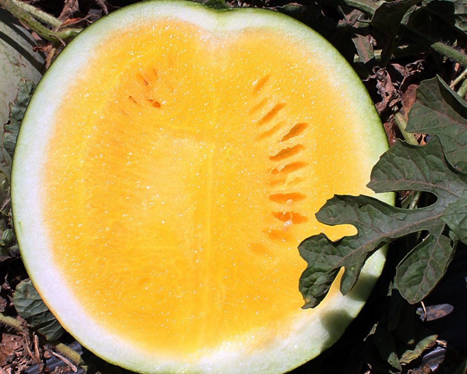 Арбуз Голден Тайгер f1