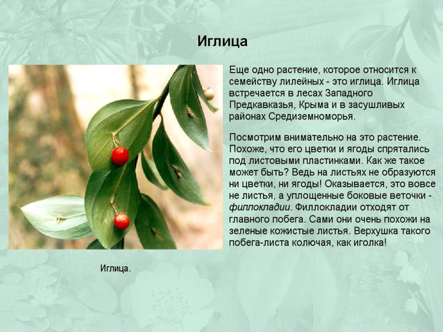 Иглица Колхидская