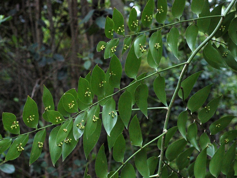 Филлокладии иглицы