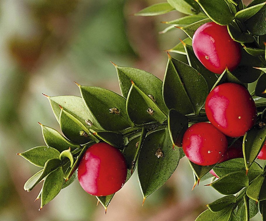 Иглица Понтийская