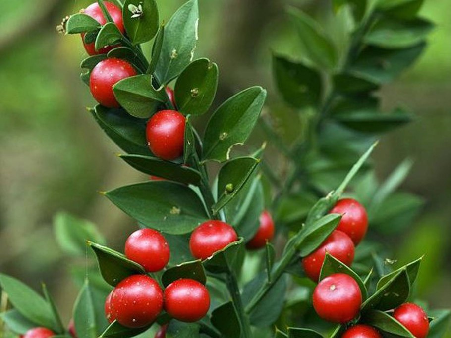 Рускус hypophyllum