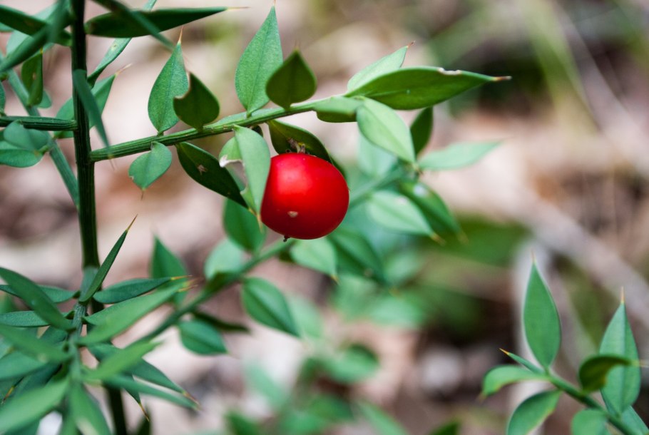 Растение иглица Колхидская