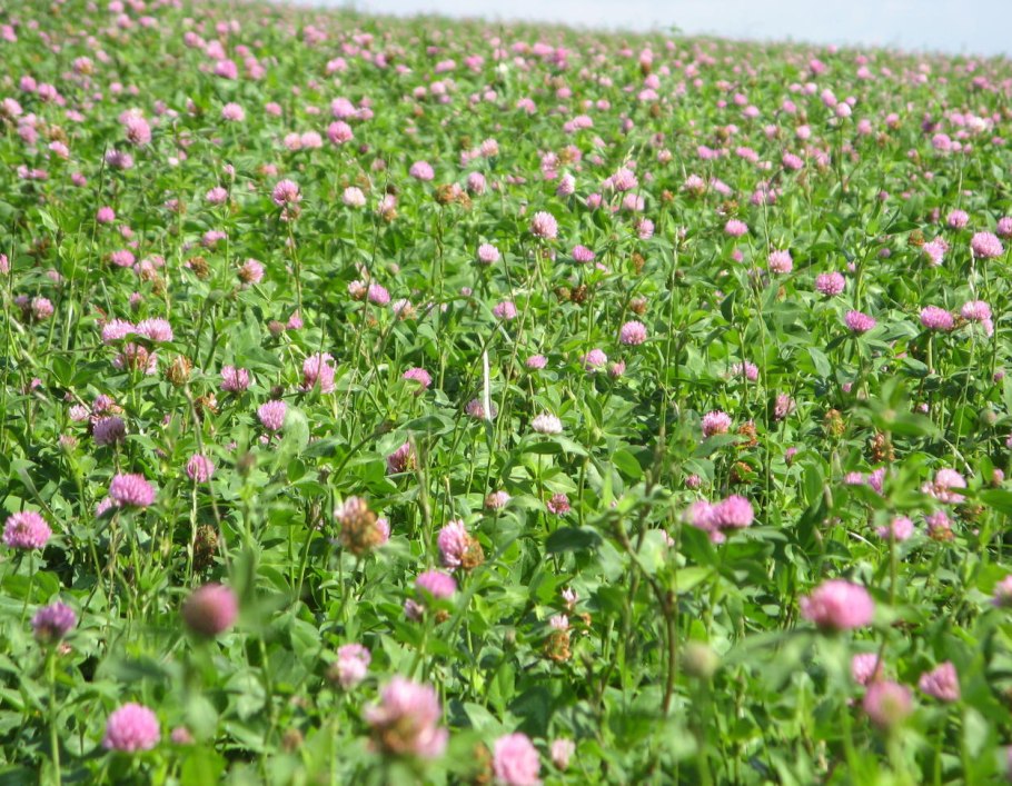 Клевер Луговой гибридный ползучий