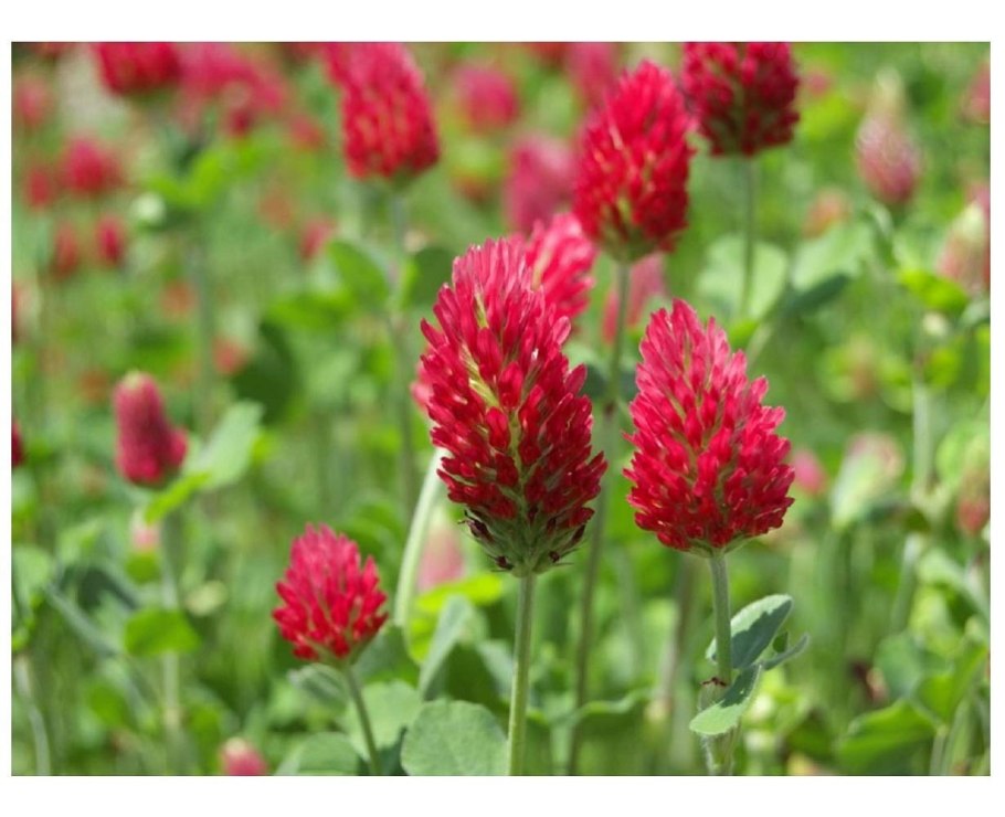 Клевер ползучий розовый