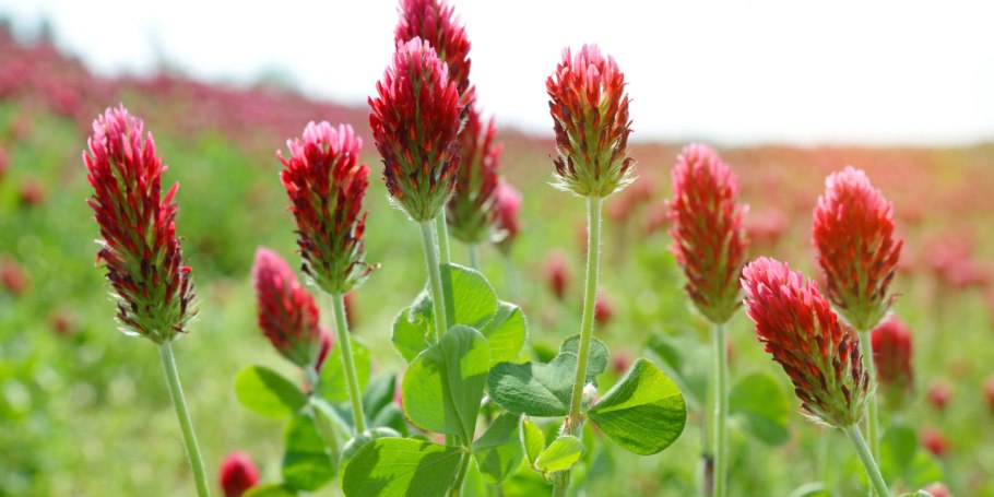 Клевер турнепс