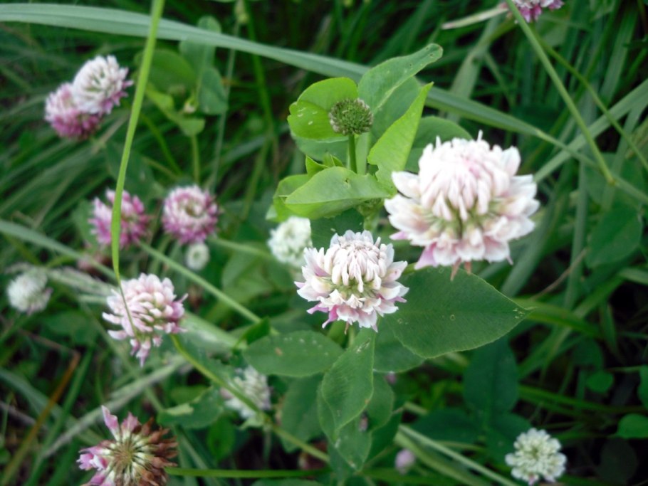 Клевер белый ползучий