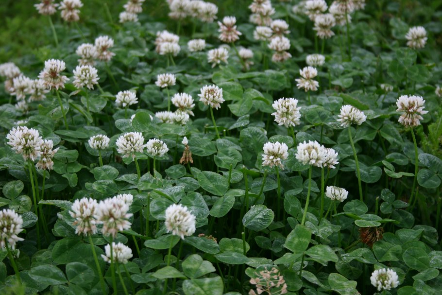 Клевер Луговой растение
