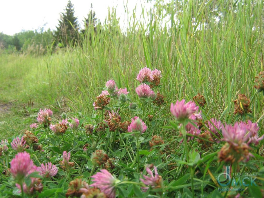 Растение Клевер Луговой поле