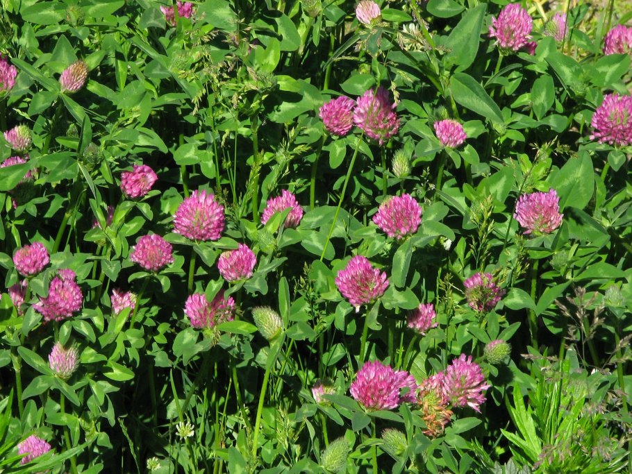 Клевер Луговой красный поле