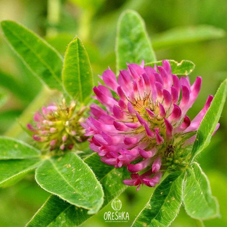 1. Клевер Луговой (Trifolium pratense l.