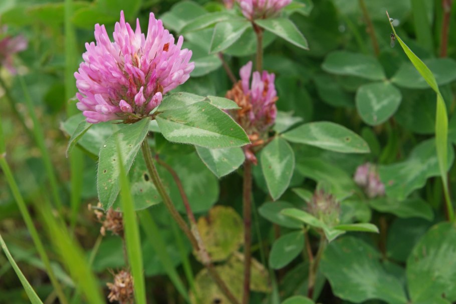 Клевер — Trifolium pratense