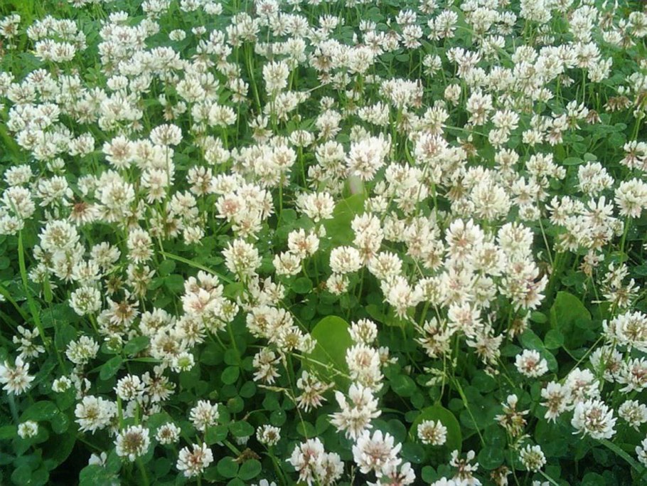 Клевер белый Ривендел