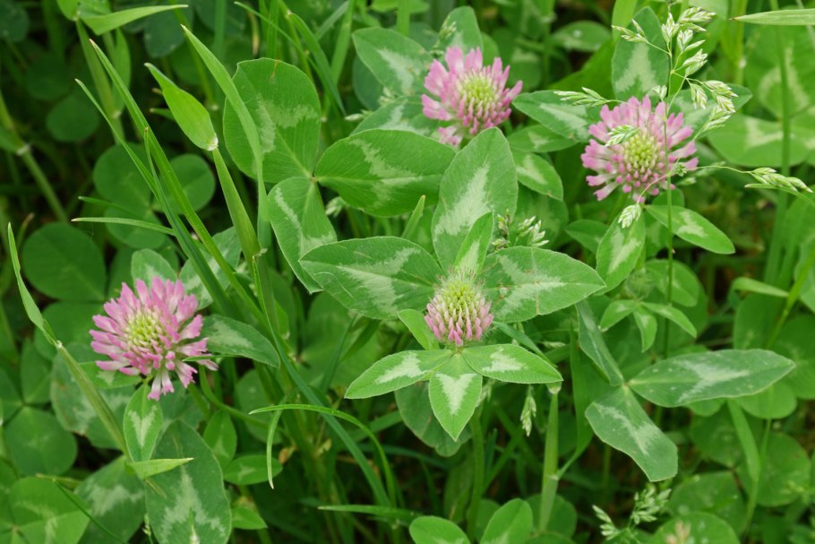 Красный Клевер Trifolium pratense