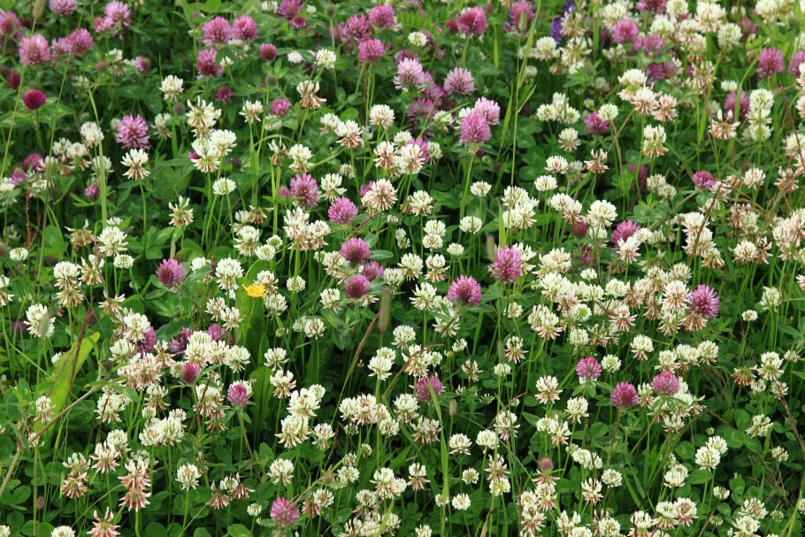 Клевер многолистный