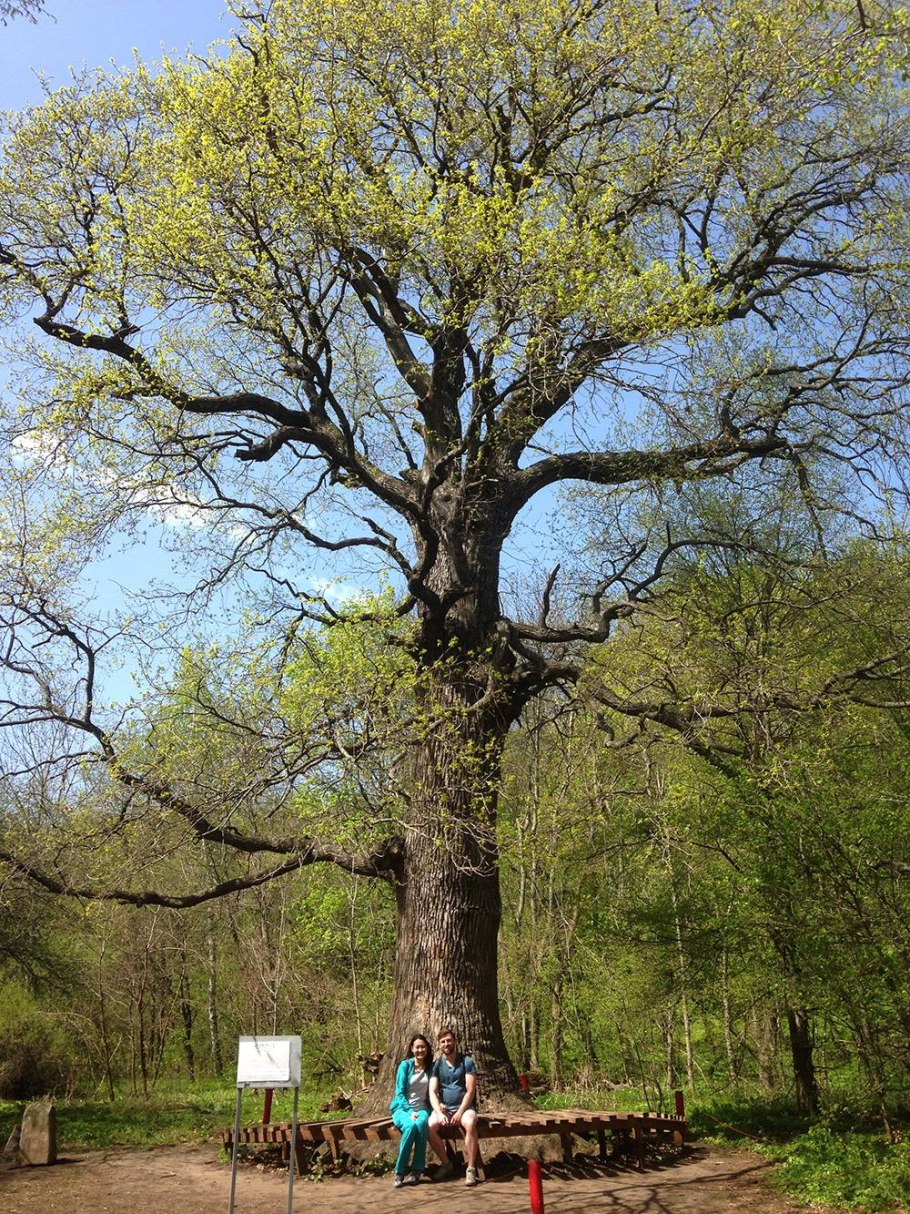 Дуб черешчатый Чувашия